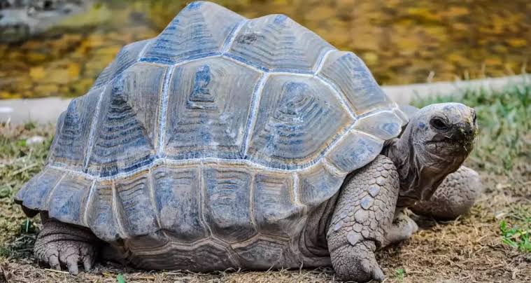 Aldabra Atoll