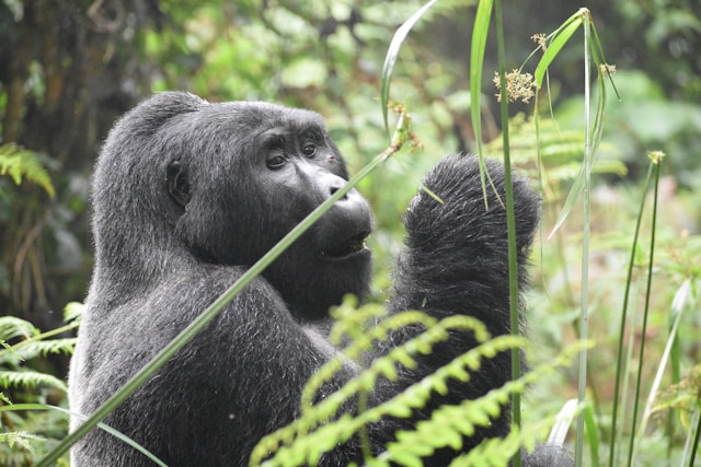 Gorilla trekking permits and fitness guide Uganda