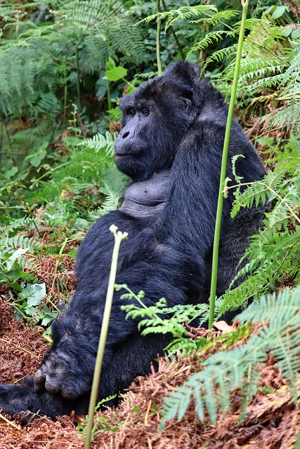 Mountain gorilla in Bwindi Impenetrable Forest, Uganda