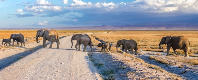 Kenya migration safari and Zanzibar beach combined itinerary