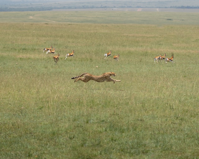 Mara North Conservancy