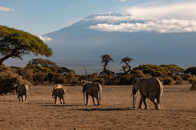 Amboseli National Park