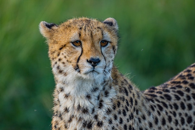 Maasai Mara National Reserve