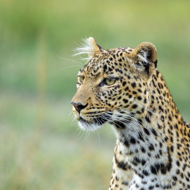 Central Maasai Mara