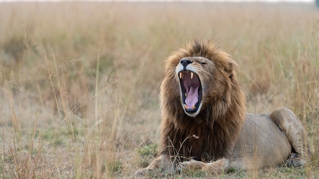 Extend your Mara safari with a Zanzibar finale