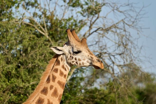 Samburu National Reserve