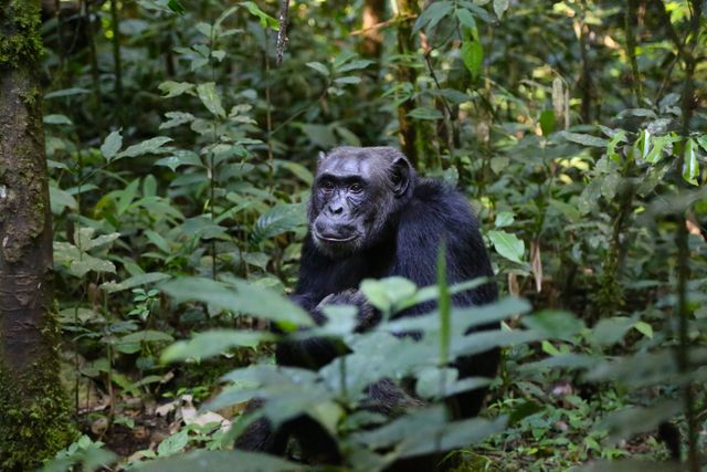 Chimpanzee Trekking