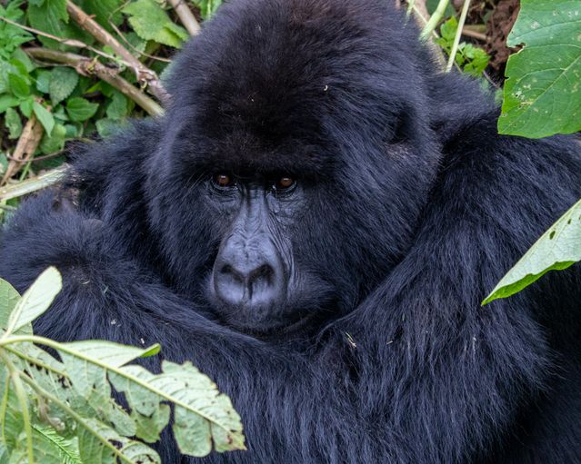 Mountain Gorilla Trekking