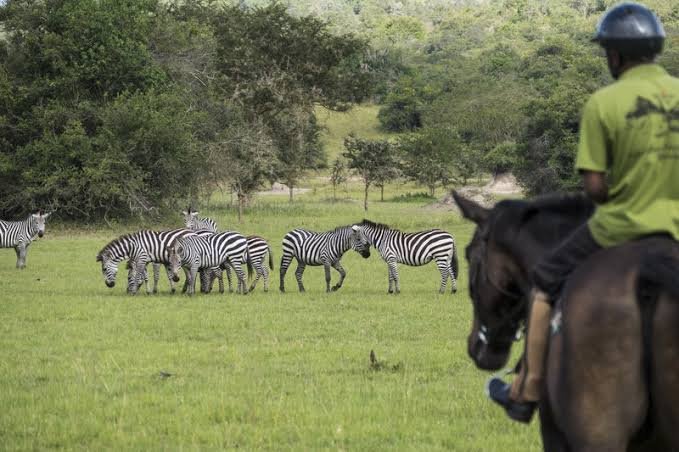 Horseback Safari