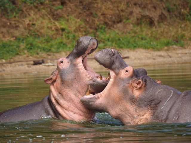 Boat Safari on the Kazinga Channel