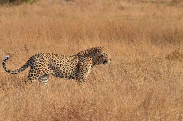 Big Five Safari