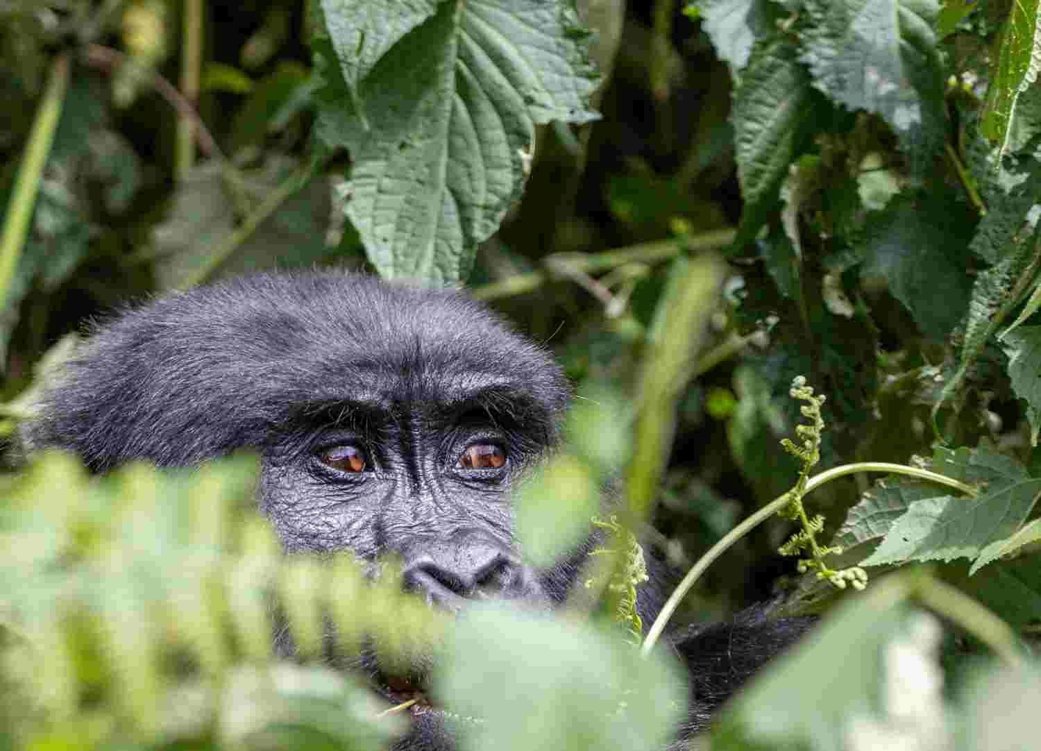 Classic Gorilla Trekking Safari