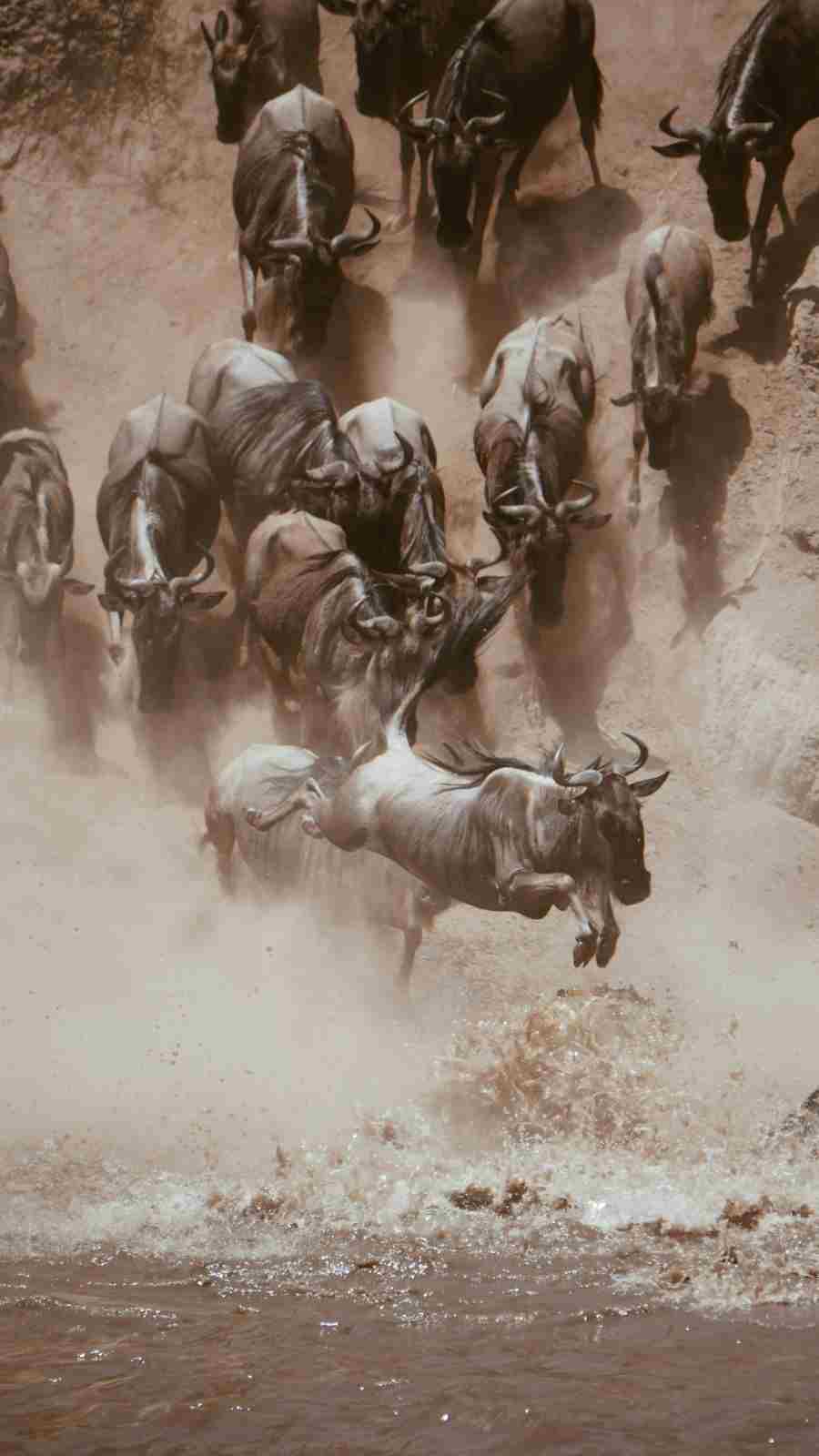 Classic Maasai Mara & Amboseli Safari