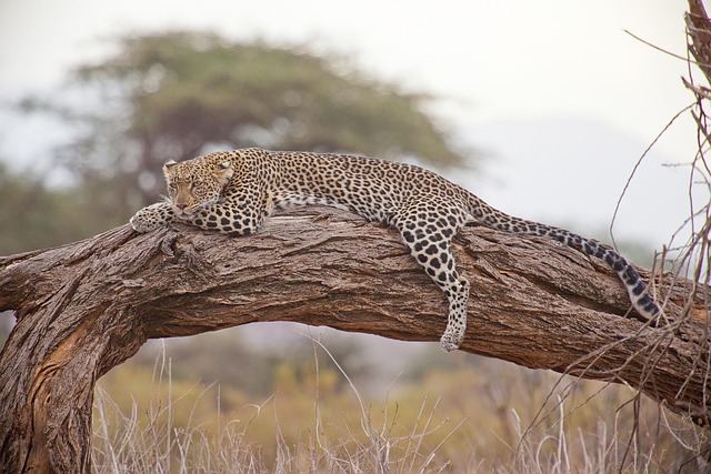 How Much Does an East Africa Safari Really Cost?