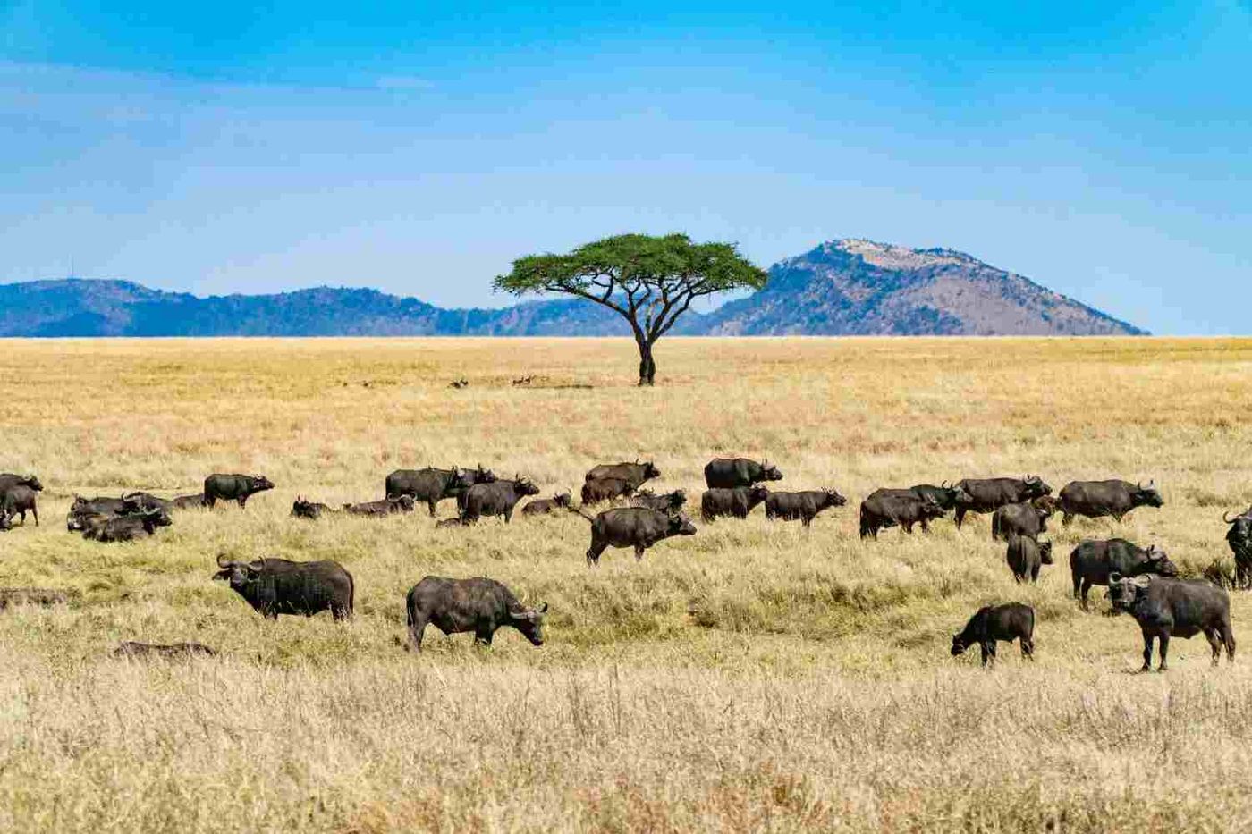 14 Day Four Country Safari: Uganda, Rwanda, Kenya and Tanzania
