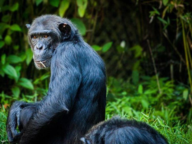 Chimpanzee in Kibale Forest on the primate leg of an 18 day four country safari