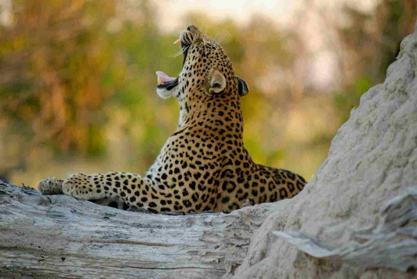 14 Day Four Country Safari: Uganda, Rwanda, Kenya and Tanzania