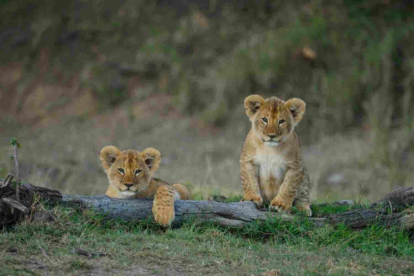 8 Day Rwanda Kenya Safari: Gorillas and the Maasai Mara
