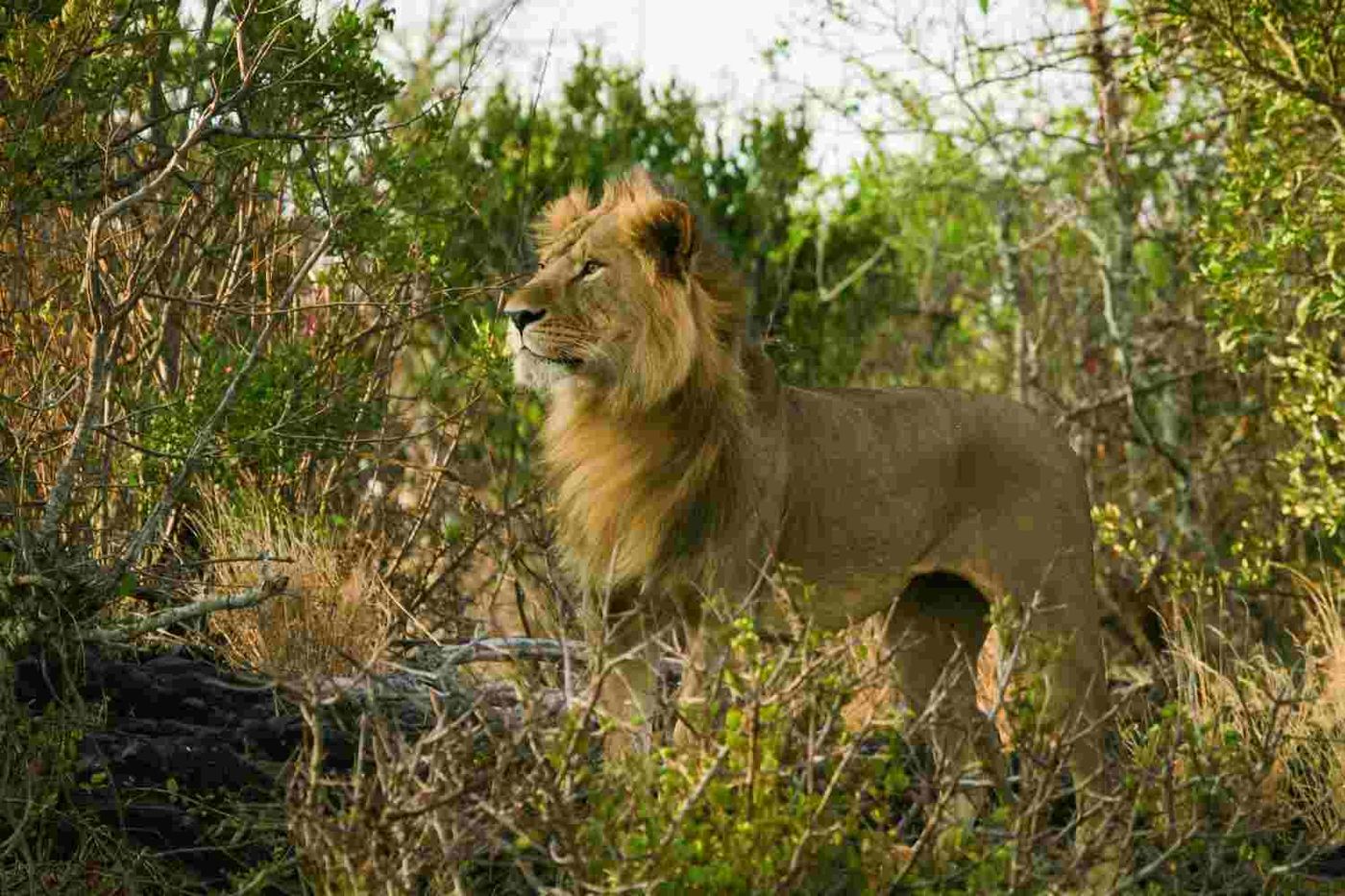 14 Day Four Country Safari: Uganda, Rwanda, Kenya and Tanzania