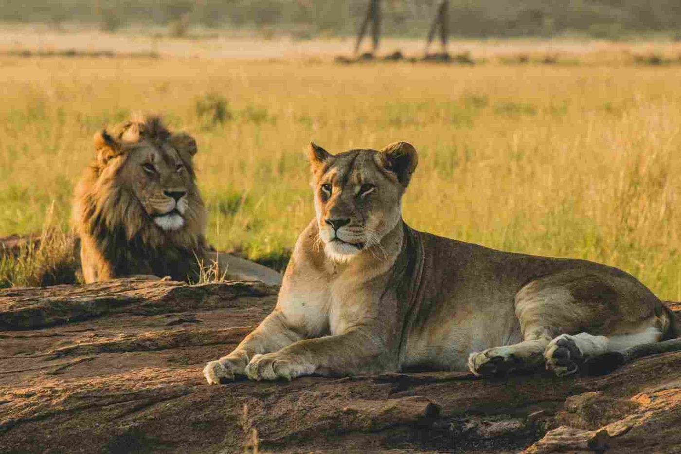 Lions resting in the Maasai Mara on a 14 day four country safari