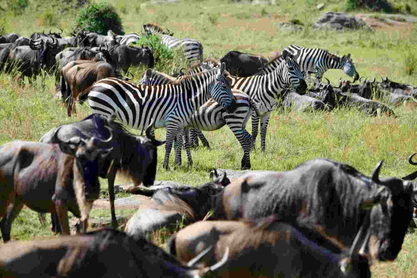 Wildebeest and zebra herds on open grassland