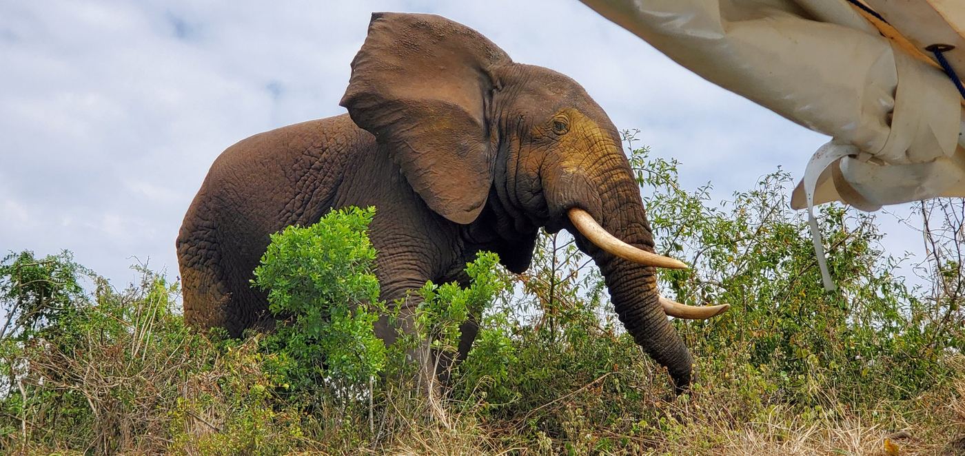 Bull elephant with long tusks standing in bushes, seen from the safari vehicle