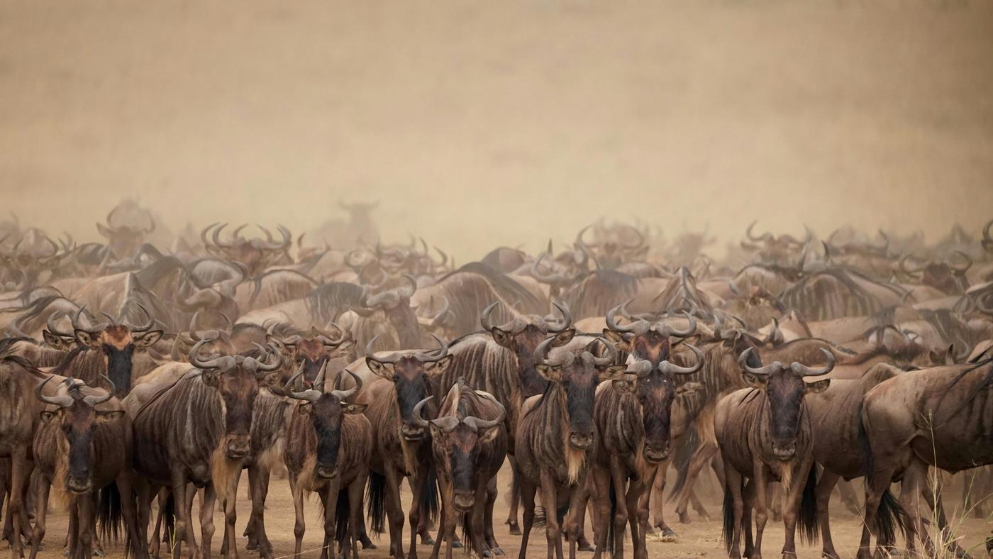 Kenya & Tanzania Great Migration Grand Safari