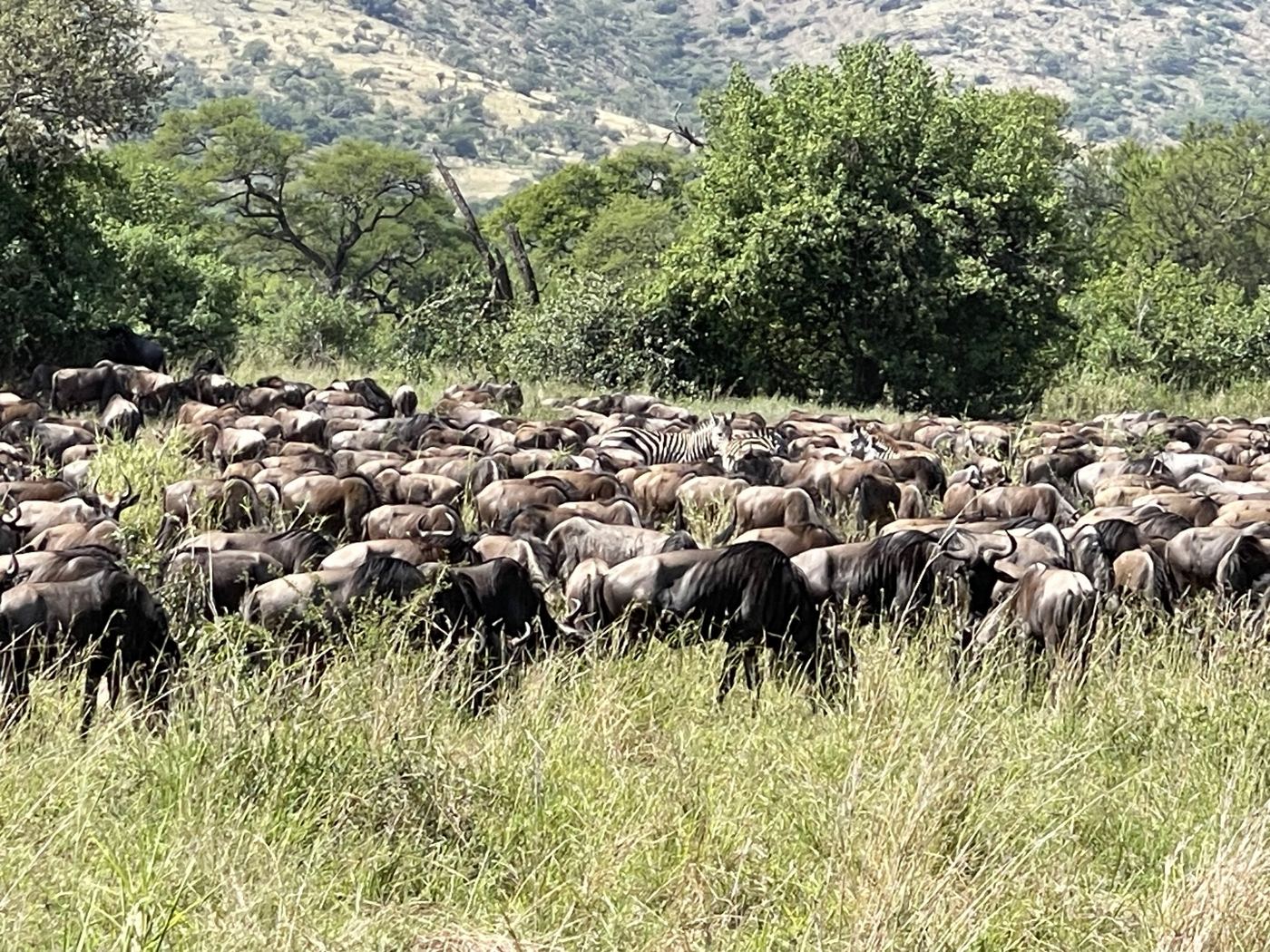 Large herd of wildebeest grazing on green grass below a bush-covered hillside
