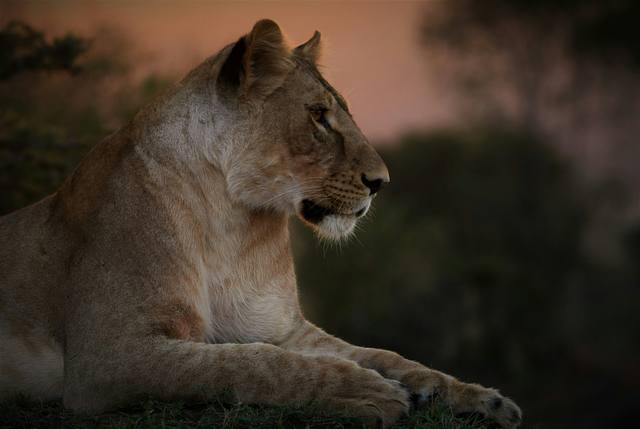 Lioness lying in profile at dusk with a pink sky behind
