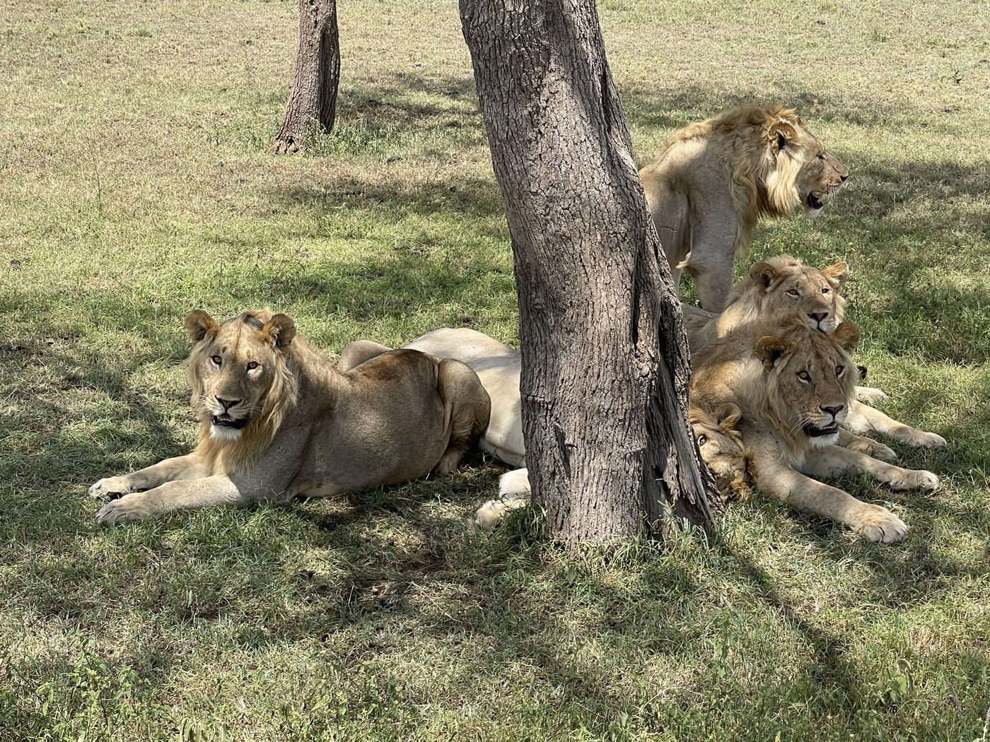Lions resting in the shade of a tree on open grassland during a safari