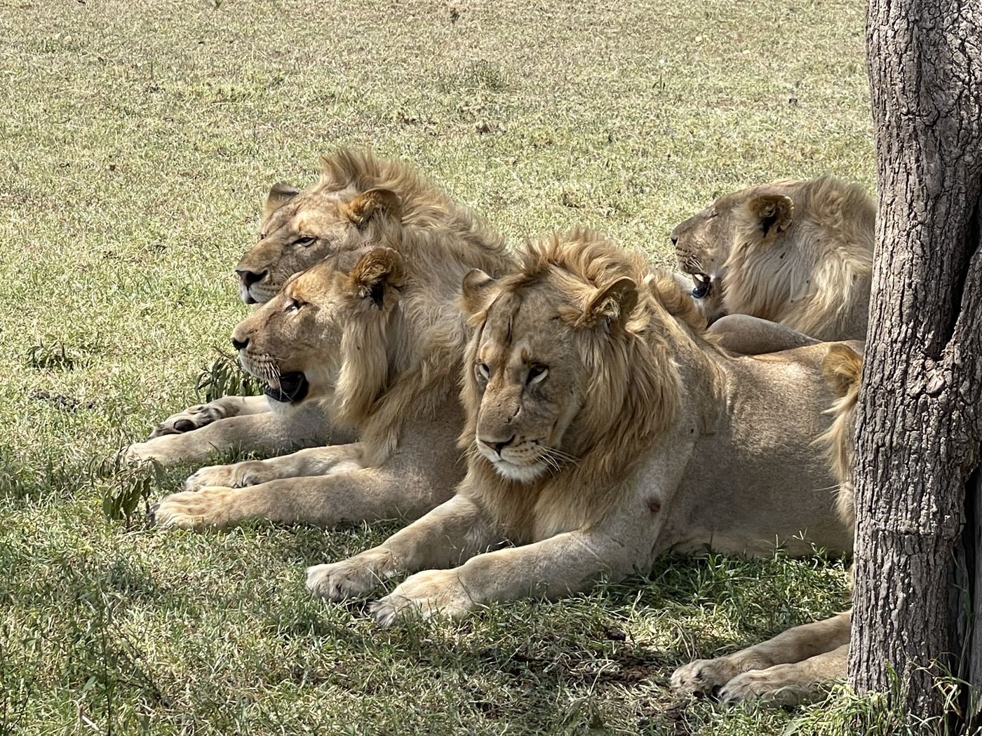 Close view of male lions resting in the shade beside a tree trunk