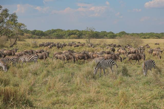 Wildebeest and zebras grazing on green plains under a partly cloudy sky during the Great Migration