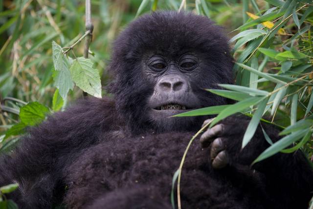 Young mountain gorilla resting among bamboo leaves with a calm gaze