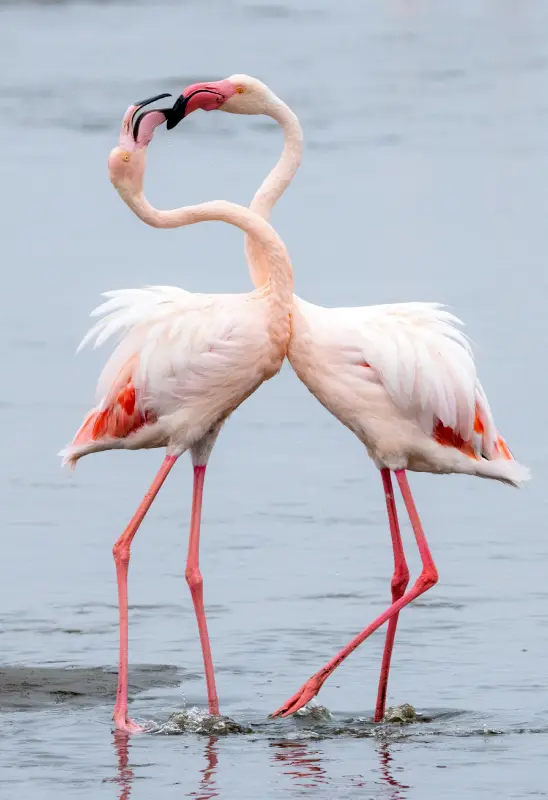 flamingos kenya paramount gorilla