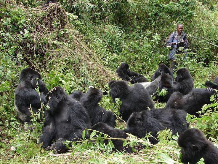 18 Day Uganda and Rwanda Safari rwanda gorilla paramount gorilla