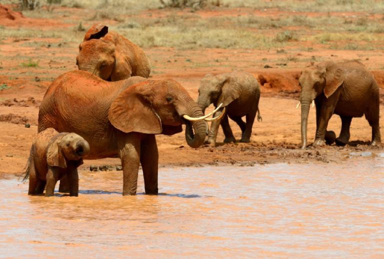 paramount gorilla expeditions elephant
