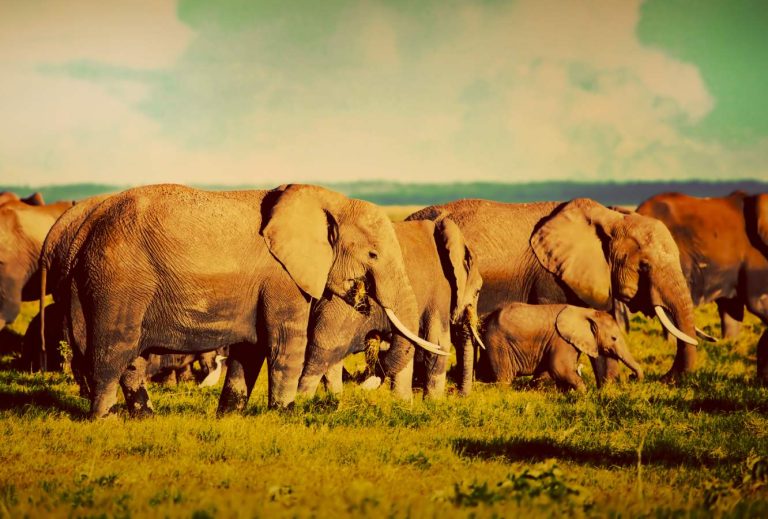 4 Days Tanzania Wildebeest Migration Safari paramount gorilla expeditions elephant2