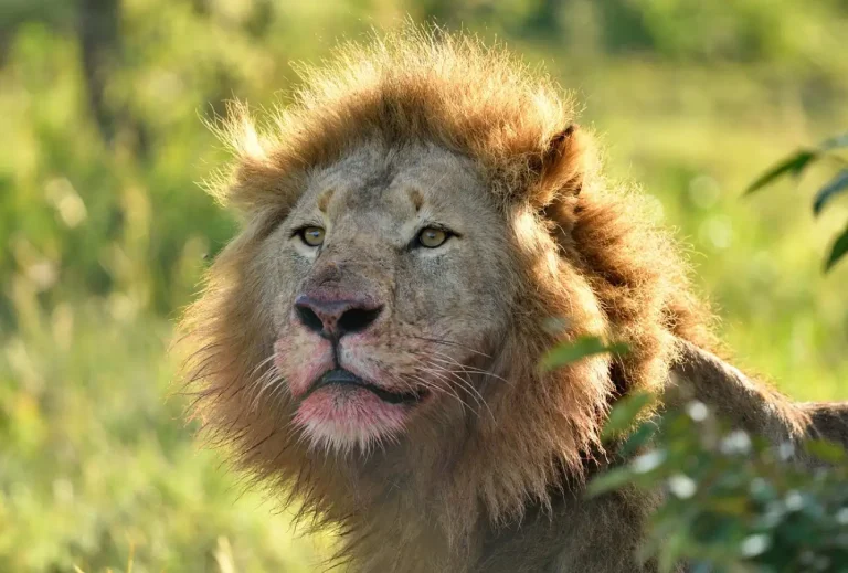 paramount gorilla expeditions game drive3.webp