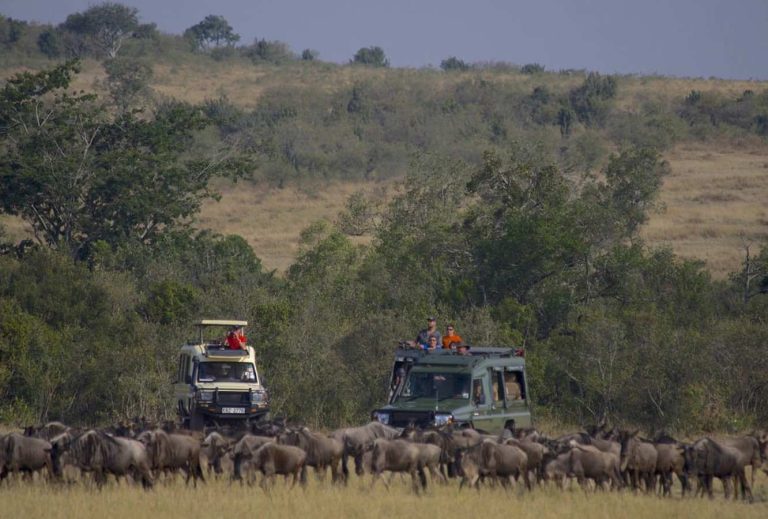 paramount gorilla expeditions gamedrive 1.jpg