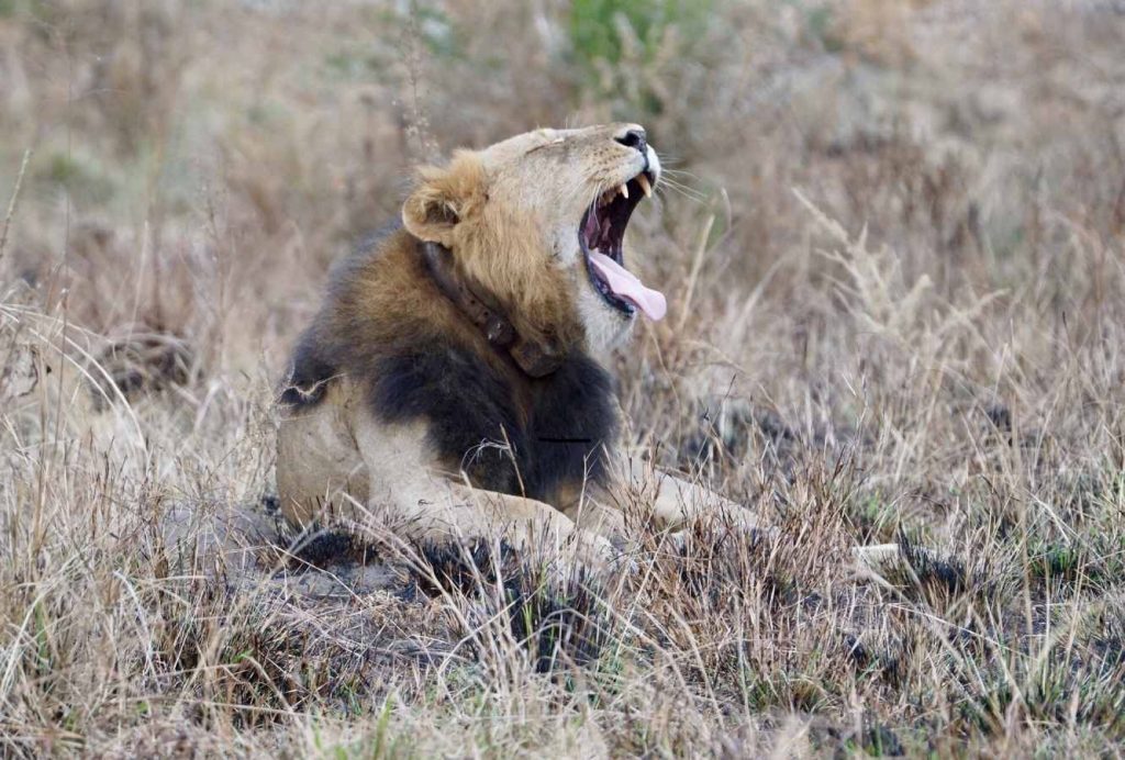 paramount gorilla expeditions lion safari.jpg