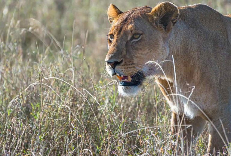 paramount gorilla expeditions masai mara lion2