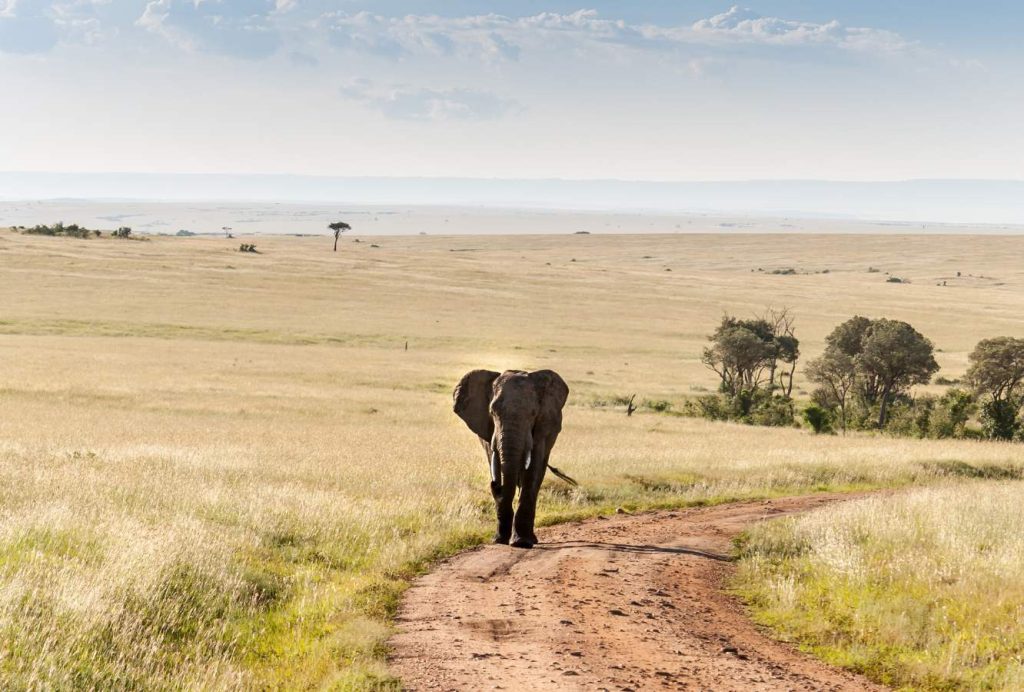 paramount gorilla expeditions masaimaranp