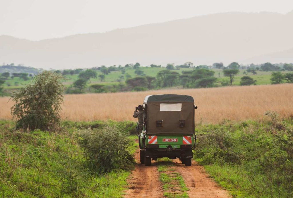 paramount gorilla expeditions gamedrive.jpg