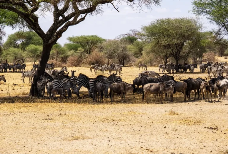 18 Day Tanzania Birding Adventure paramount gorilla expeditionsgamedrive tz (1)