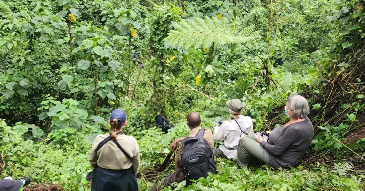 paramountgorilla (5)