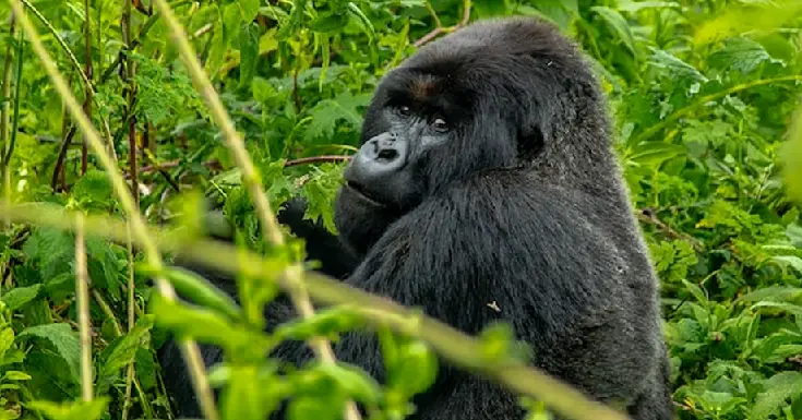 Uganda Trips Bwindi Impenetrable National Park