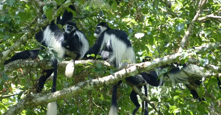 Uganda Trips Uganda GAME RESERVES