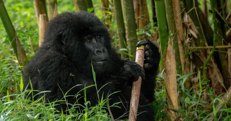 Uganda Trips Mgahinga Gorilla National Park