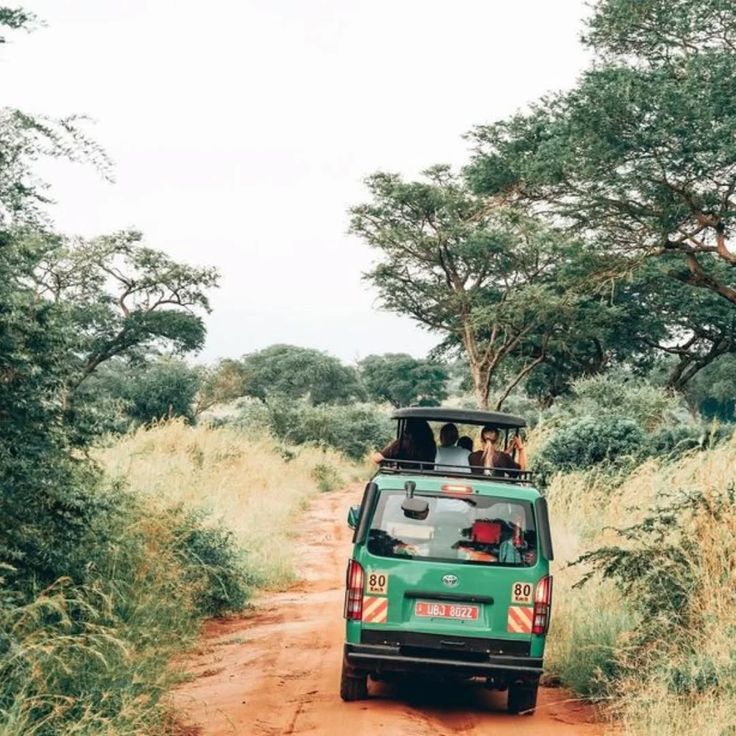 5 Days Rwenzori Mountains and Queen Elizabeth Uganda Safari rwanda gamedrive