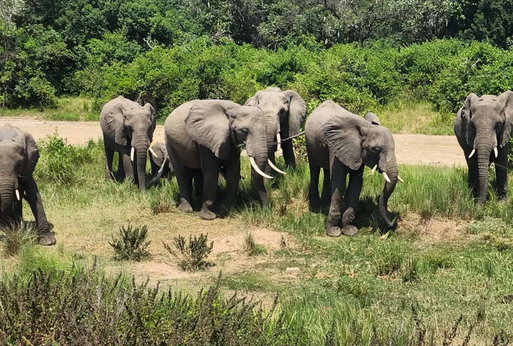 paramount elephants safari